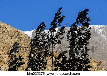 Trees blowing in wind near mountain View Large Photo Image Stock Photography - Trees blowing in wind near mountain. Fotosearch