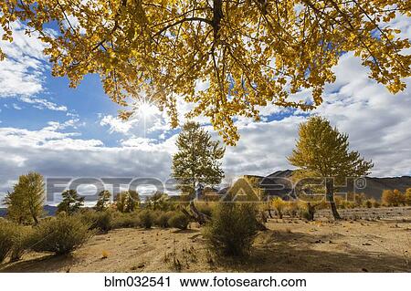 Stock Image - Trees in arid landscape under blue sky. Fotosearch