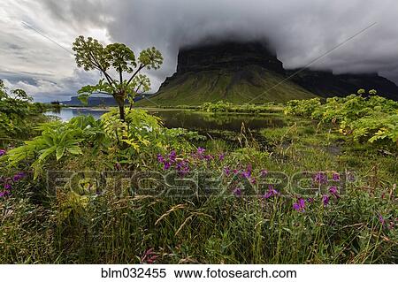 Wildflowers growing in remote field under foggy mountain View Large Photo Image Stock Photography - Wildflowers growing in remote field under foggy mountain. Fotosearch