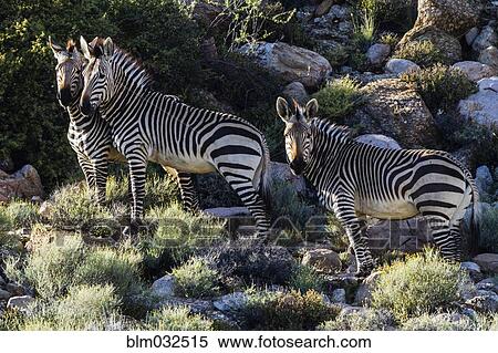 Zebra herd grazing on grassy rocky hillside View Large Photo Image Stock Photography - Zebra herd grazing on grassy rocky hillside. Fotosearch