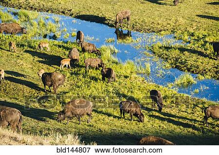 Stock Photo - Buffalo herd grazing in grassy field near creek. Fotosearch