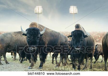 Buffalo herd standing in field at sports stadium View Large Photo Image Stock Image - Buffalo herd standing in field at sports stadium. Fotosearch