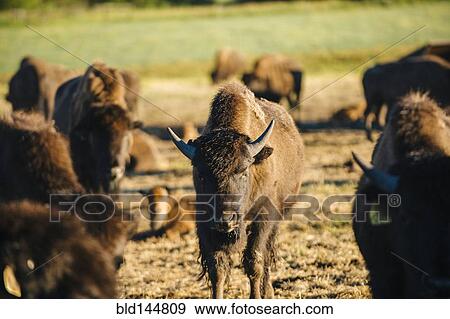 Buffalo herd standing in field View Large Photo Image Stock Photo - Buffalo herd standing in field. Fotosearch