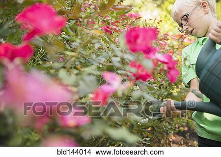 Picture - Caucasian boy watering flowers. Fotosearch