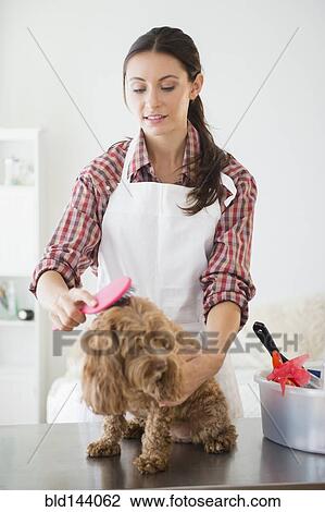 Caucasian groomer brushing dog View Large Photo Image Stock Image - Caucasian groomer brushing dog. Fotosearch