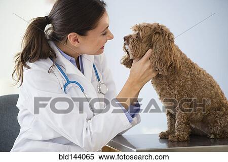 Caucasian veterinarian checking mouth of dog View Large Photo Image Stock Photography - Caucasian veterinarian checking mouth of dog. Fotosearch