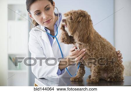 Caucasian veterinarian checking heartbeat of dog View Large Photo Image Picture - Caucasian veterinarian checking heartbeat of dog. Fotosearch