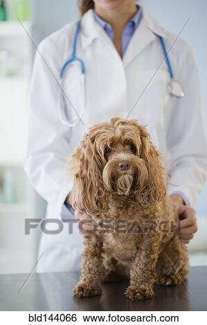 Caucasian veterinarian examining dog View Large Photo Image Stock Photograph - Caucasian veterinarian examining dog. Fotosearch