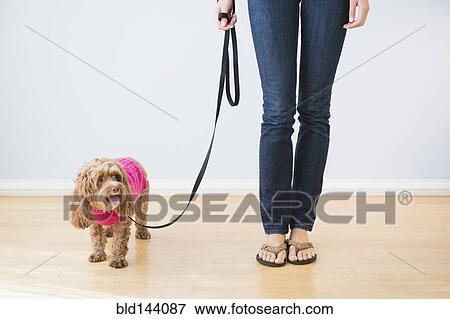 Caucasian woman with pet dog on leash View Large Photo Image Stock Photo - Caucasian woman with pet dog on leash. Fotosearch