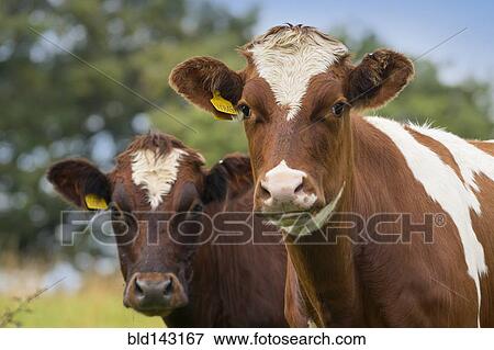 Close up of cows in field View Large Photo Image Stock Photo - Close up of cows in field. Fotosearch