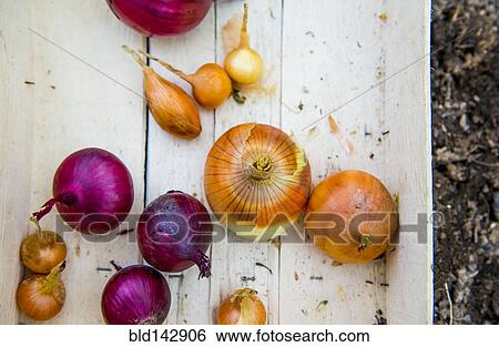 Close up of crate of variety of onions View Large Photo Image Stock Photograph - Close up of crate of variety of onions. Fotosearch