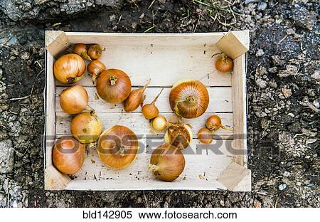 Stock Photography - Close up of crate of variety of onions. Fotosearch