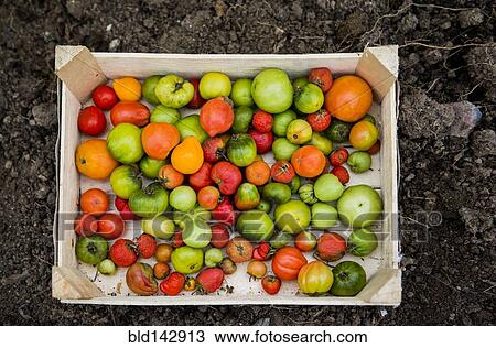 Stock Image - Close up of crate of variety of tomatoes. Fotosearch