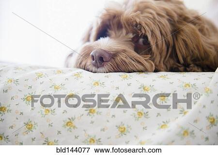 Close up of dog laying on bed View Large Photo Image Stock Photo - Close up of dog laying on bed. Fotosearch