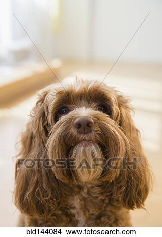 Picture - Close up of face of obedient dog. Fotosearch