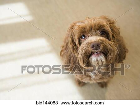 Stock Image - Close up of face of obedient dog. Fotosearch