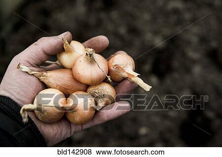 Stock Photo - Close up of hand holding variety of onions. Fotosearch