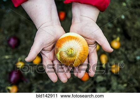 Stock Image - Close up of hands holding onion. Fotosearch