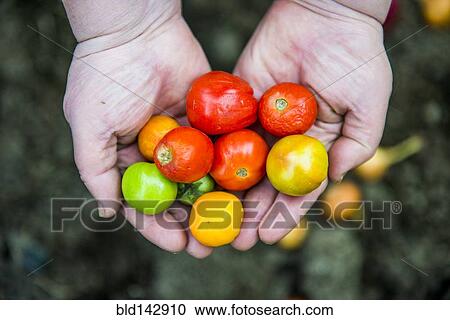 Stock Image - Close up of hands holding variety of tomatoes. Fotosearch