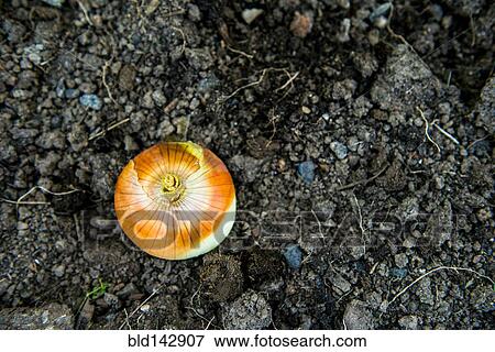 Stock Photo - Close up of onion growing in dirt. Fotosearch