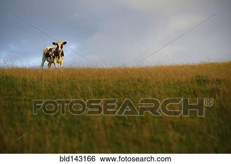 Stock Photograph - Cow standing in grassy field. Fotosearch