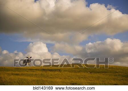 Stock Photo - Cow standing on rolling hills in rural landscape. Fotosearch