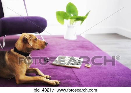 Stock Photo - Dog laying near chess board in living room. Fotosearch