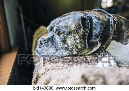 Dog laying on sofa in near window View Large Photo Image Stock Image - Dog laying on sofa in near window. Fotosearch