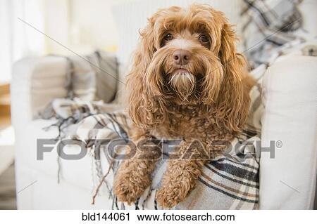 Stock Image - Dog sitting on armchair in living room. Fotosearch