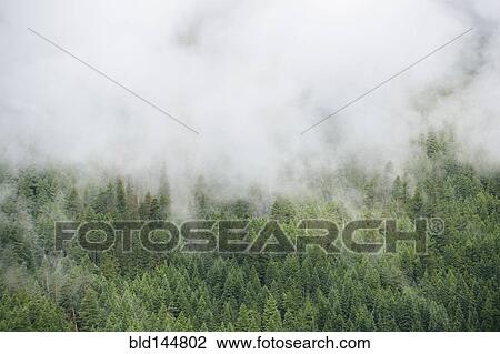 Stock Image - Fog over evergreen treetops in mountain forest. Fotosearch