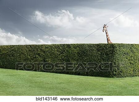Giraffe peering over neatly trimmed hedges View Large Photo Image Stock Photograph - Giraffe peering over neatly trimmed hedges. Fotosearch