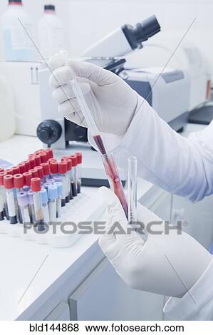 Hispanic scientist pipetting blood sample in laboratory View Large Photo Image Stock Photo - Hispanic scientist pipetting blood sample in laboratory. Fotosearch