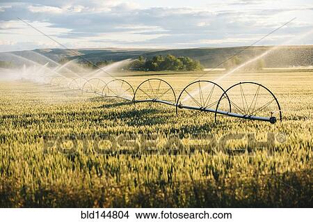 Irrigation system watering crops on farm field View Large Photo Image Picture - Irrigation system watering crops on farm field. Fotosearch