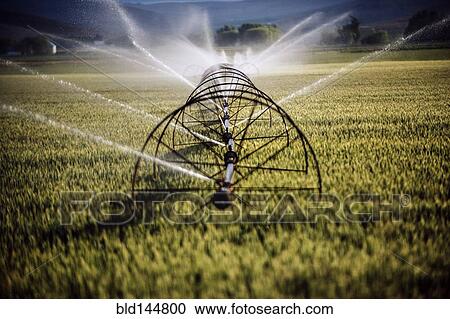 Irrigation system watering crops on farm field View Large Photo Image Stock Image - Irrigation system watering crops on farm field. Fotosearch