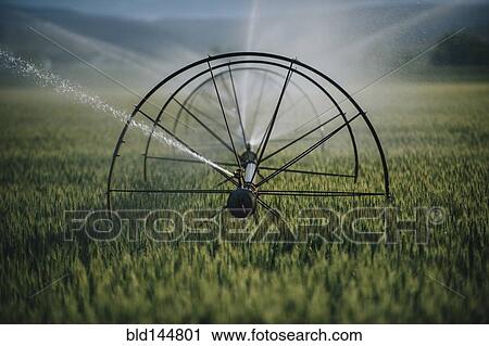 Stock Image - Irrigation system watering crops on farm field. Fotosearch