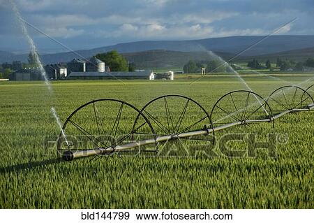 Irrigation system watering crops on farm field View Large Photo Image Stock Photo - Irrigation system watering crops on farm field. Fotosearch