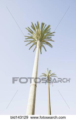 Stock Photo - Low angle view of palm trees under blue sky. Fotosearch
