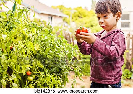 Stock Photography - Mixed race boy holding tomato in garden. Fotosearch
