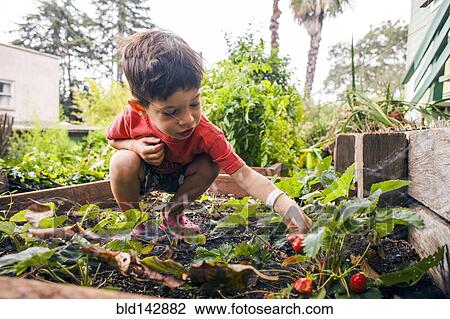 Stock Image - Mixed race boy picking strawberry in garden. Fotosearch