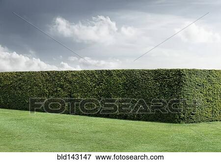 Neatly trimmed hedges and lawn under cloudy sky View Large Photo Image Stock Photo - Neatly trimmed hedges and lawn under cloudy sky. Fotosearch