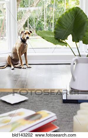 Obedient dog waiting near window View Large Photo Image Stock Image - Obedient dog waiting near window. Fotosearch