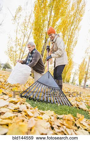 Older Caucasian couple raking autumn leaves View Large Photo Image Stock Photo - Older Caucasian couple raking autumn leaves. Fotosearch