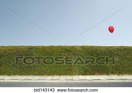 Red balloon floating over neatly trimmed hedges View Large Photo Image Stock Image - Red balloon floating over neatly trimmed hedges. Fotosearch