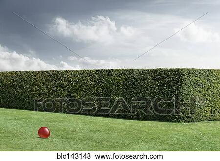 Red balloon laying on lawn by neatly trimmed hedges View Large Photo Image Stock Photo - Red balloon laying on lawn by neatly trimmed hedges. Fotosearch