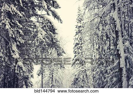 Snowy trees in forest View Large Photo Image Picture - Snowy trees in forest. Fotosearch