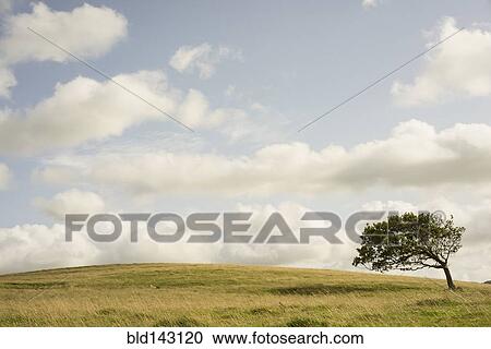 Tree growing in rural field View Large Photo Image Stock Image - Tree growing in rural field. Fotosearch