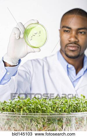 African American scientist looking at petri dish with sprouts in bowl View Large Photo Image Stock Image - African American scientist looking at petri dish with sprouts in bowl. Fotosearch