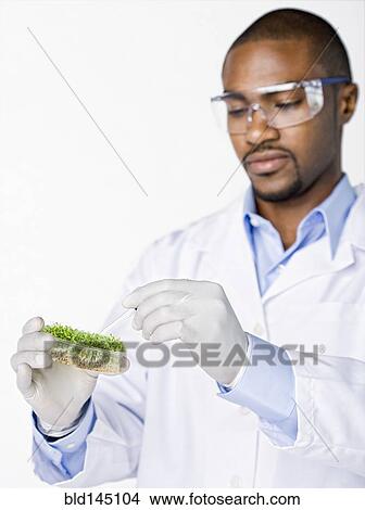Picture - African American scientist working with petri dish of sprouts. Fotosearch
