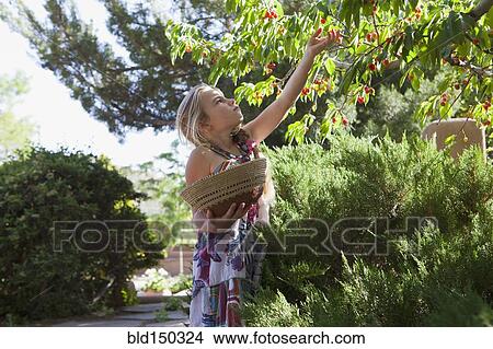 Caucasian girl picking cherries View Large Photo Image Picture - Caucasian girl picking cherries. Fotosearch