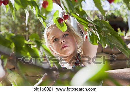 Stock Image - Caucasian girl picking cherries. Fotosearch